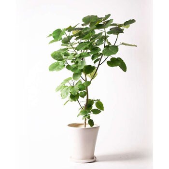 Ficus Umbellata 39 観葉植物 フィカス ウンベラータ 10号 ノーマル サブリナ 白 付き 1鉢 Hitohana ひとはな 通販サイトmonotaro