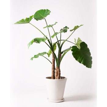 Alocasia 10 観葉植物 クワズイモ 10号 サブリナ 白 付き 1鉢 Hitohana ひとはな 通販サイトmonotaro
