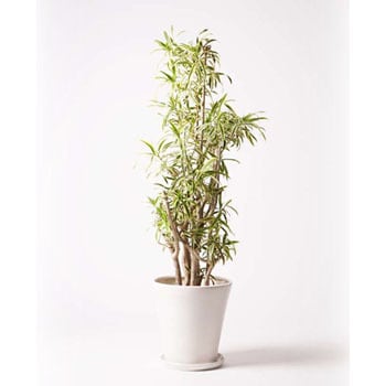 dracaena-song-of-india-10 観葉植物 ドラセナ ソング オブ インディア