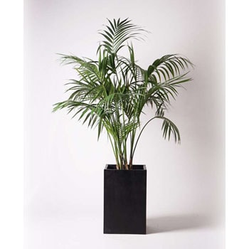 Howea Forsteriana 12 観葉植物 ケンチャヤシ 10号 セドナロング 墨 付き 1鉢 Hitohana ひとはな 通販サイトmonotaro