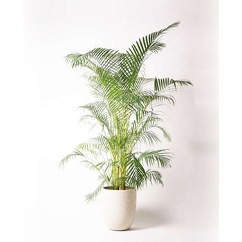 Dypsis Lutescens 40 観葉植物 アレカヤシ 10号 ビアスアルトエッグ 白 付き 1鉢 Hitohana ひとはな 通販サイトmonotaro