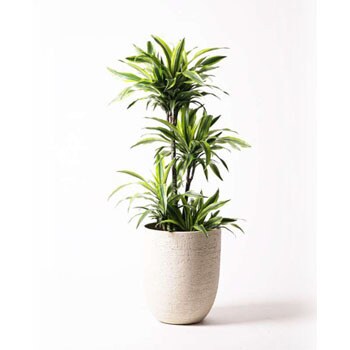 dracaena-warneckii-41 観葉植物 ドラセナ ワーネッキー レモンライム