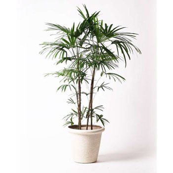 Syurotiku 41 観葉植物 シュロチク 棕櫚竹 10号 ビアスリムス 白 付き 1鉢 Hitohana ひとはな 通販サイトmonotaro