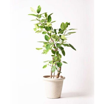 Ficus Altissima 58 観葉植物 フィカス アルテシーマ 10号 ストレート ビアスリムス 白 付き 1鉢 Hitohana ひとはな 通販サイトmonotaro