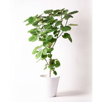 ficus-umbellata-43 観葉植物 フィカス ウンベラータ 10号 