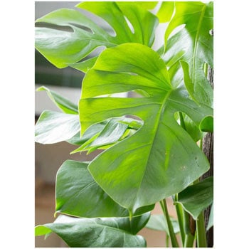 Monstera 29 観葉植物 モンステラ 10号 ヘゴ柱 フォリオソリッド 白 付き 1鉢 Hitohana ひとはな 通販サイトmonotaro