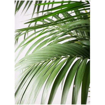 Howea Forsteriana 15 観葉植物 ケンチャヤシ 10号 フォリオソリッド 白 付き 贈答用 名入れ 1鉢 Hitohana ひとはな 通販サイトmonotaro