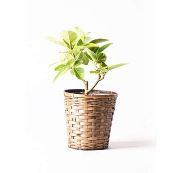 Ficus Altissima 60 観葉植物 フィカス アルテシーマ 7号 ストレート 竹バスケット 付き 1鉢 Hitohana ひとはな 通販サイトmonotaro