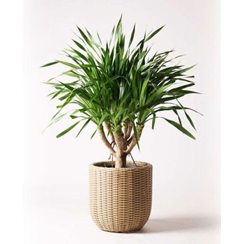 dracaena-palau-12 �ϗt�A�� �h���Z�i �p���I 8�� �E�B�b�J�[�|�b�g�G�b�O �x�[�W�� �t�� HitoHana(�ЂƂ͂�) 26502027