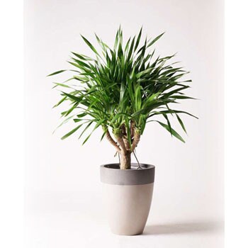 dracaena-palau-14 観葉植物 ドラセナ パラオ 8号 ファイバーストーンカプリ サンディホワイト 付き 【贈答用 名入れ】 1鉢  HitoHana(ひとはな) 【通販モノタロウ】