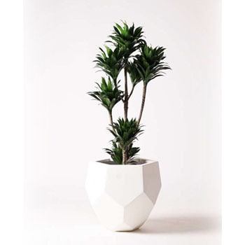 Dracaena Compacta 17 観葉植物 ドラセナ コンパクター 8号 ポリゴヘクサ 白 付き 贈答用 名入れ 1鉢 Hitohana ひとはな 通販サイトmonotaro