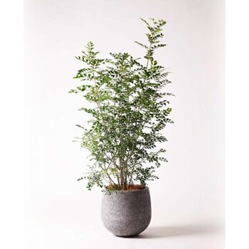 Fraxinus Griffithii 4 観葉植物 シマトネリコ 8号 エコストーンgray 付き 1鉢 Hitohana ひとはな 通販サイトmonotaro