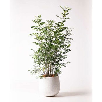 Fraxinus Griffithii 5 観葉植物 シマトネリコ 8号 エコストーンwhite 付き 1鉢 Hitohana ひとはな 通販サイトmonotaro