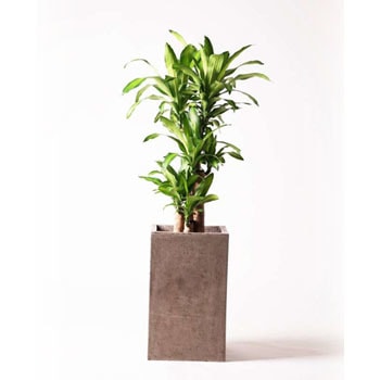 観葉植物 ドラセナ 幸福の木 8号 ノーマル セドナロング グレイ 付き 贈答用 名入れ Hitohana ひとはな 贈答用 生花 観葉植物ドラセナ 幸福の木 通販モノタロウ Massangeana 51