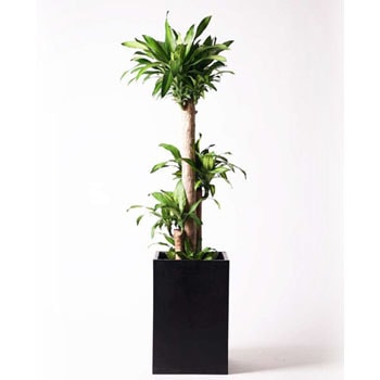 massangeana-60 観葉植物 ドラセナ 幸福の木 10号 ノーマル
