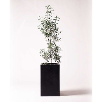 Olive 76 観葉植物 オリーブの木 8号 チプレッシーノ セドナロング 墨 付き 1鉢 Hitohana ひとはな 通販サイトmonotaro