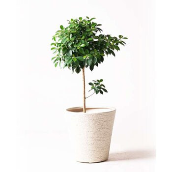 ficus-nana-29 観葉植物 フィカス ナナ 7号 ノーマル ビアスソリッド 白 付き 1鉢 HitoHana(ひとはな) 【通販モノタロウ】