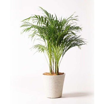 Dypsis Lutescens 34 観葉植物 アレカヤシ 8号 ビアスソリッド 白 付き 1鉢 Hitohana ひとはな 通販サイトmonotaro