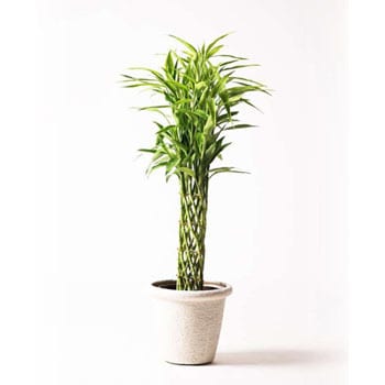 Dracaena Million Bamboo 31 観葉植物 ドラセナ ミリオンバンブー 幸運の竹 8号 ビアスリムス 白 付き 1鉢 Hitohana ひとはな 通販サイトmonotaro