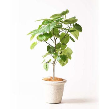 Ficus Umbellata 35 観葉植物 フィカス ウンベラータ 8号 ノーマル ビアスリムス 白 付き 1鉢 Hitohana ひとはな 通販サイトmonotaro