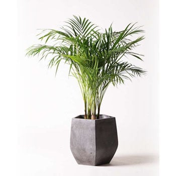 dypsis-lutescens-19 観葉植物 アレカヤシ 8号 ファイバークレイ Gray