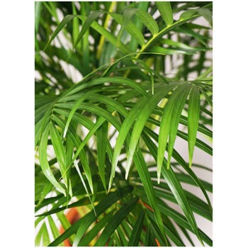 Dypsis Lutescens 19 観葉植物 アレカヤシ 8号 ファイバークレイ Gray 付き 1鉢 Hitohana ひとはな 通販サイトmonotaro