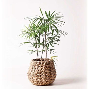 Syurotiku 13 観葉植物 シュロチク 棕櫚竹 8号 ラッシュバスケット Natural 付き 贈答用 名入れ 1鉢 Hitohana ひとはな 通販サイトmonotaro