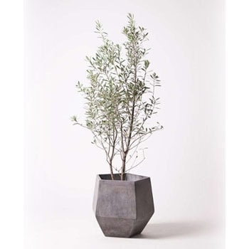 Olive 観葉植物 オリーブの木 10号 チプレッシーノ ファイバークレイgray 付き 贈答用 名入れ 1鉢 Hitohana ひとはな 通販サイトmonotaro