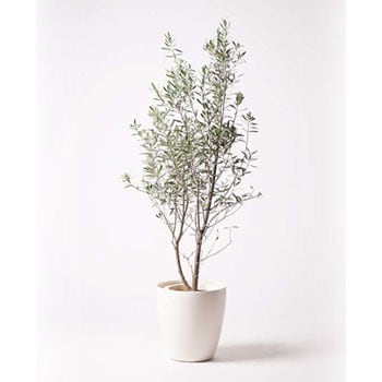 観葉植物 オリーブの木 10号 チプレッシーノ ラスターポット 付き Hitohana ひとはな 観葉植物オリーブの木 通販モノタロウ Olive 90
