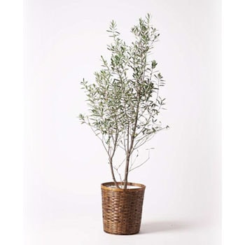 観葉植物 オリーブの木 10号 チプレッシーノ 竹バスケット 付き Hitohana ひとはな 観葉植物オリーブの木 通販モノタロウ Olive 91