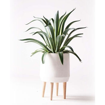 agave-venezuela-28 観葉植物 アガベ 7号 ベネズエラ ファイバークレイ