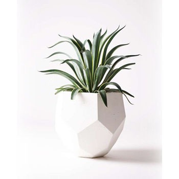 観葉植物 アガベ 7号 ベネズエラ ポリゴヘクサ 白 付き Hitohana ひとはな 観葉植物アガベ 通販モノタロウ Agave Venezuela 17