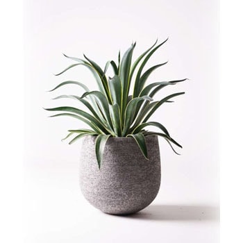 agave-venezuela-4 観葉植物 アガベ 7号 ベネズエラ エコ agave-venezuela-4 観葉植物 アガベ 7号 ベネズエラ エコ