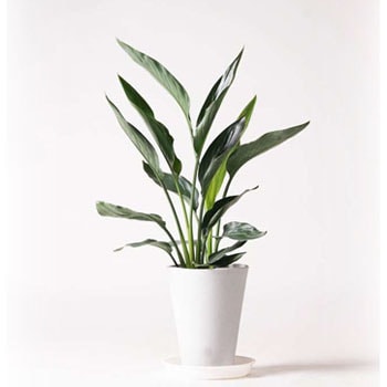 Strelitzia Reginae 1 観葉植物 ストレリチア ストレチア レギネ 6号 プラスチック鉢 1鉢 Hitohana ひとはな 通販サイトmonotaro