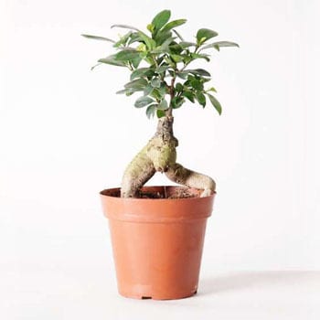 Chinese Banyan 2 観葉植物 ガジュマル 4号 股仕立て プラスチック鉢 1鉢 Hitohana ひとはな 通販サイトmonotaro