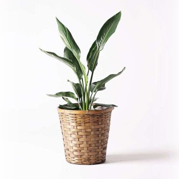 Strelitzia Reginae 14 観葉植物 ストレリチア ストレチア レギネ 6号 竹バスケット 付き 1鉢 Hitohana ひとはな 通販サイトmonotaro