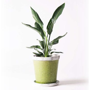 Strelitzia Reginae 4 観葉植物 ストレリチア ストレチア レギネ 6号 アンティークテラコッタgreen 付き 1鉢 Hitohana ひとはな 通販サイトmonotaro