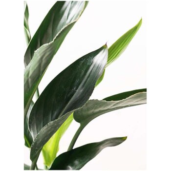 Strelitzia Reginae 4 観葉植物 ストレリチア ストレチア レギネ 6号 アンティークテラコッタgreen 付き 1鉢 Hitohana ひとはな 通販サイトmonotaro