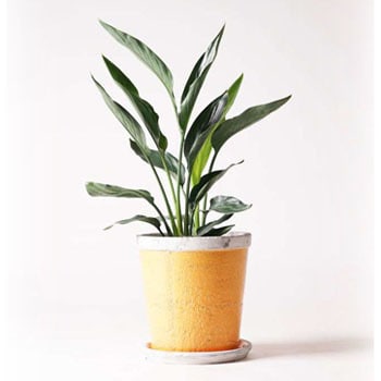 Strelitzia Reginae 5 観葉植物 ストレリチア ストレチア レギネ 6号 アンティークテラコッタorange 付き 1鉢 Hitohana ひとはな 通販サイトmonotaro