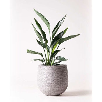 Strelitzia Reginae 6 観葉植物 ストレリチア ストレチア レギネ 6号 エコストーンgray 付き 1鉢 Hitohana ひとはな 通販サイトmonotaro Strelitzia Reginae 6 観葉植物 ストレリチア ストレチア レギネ 6号 エコストーンgray 付き 1鉢 Hitohana ひとはな 通販サイトmonotaro