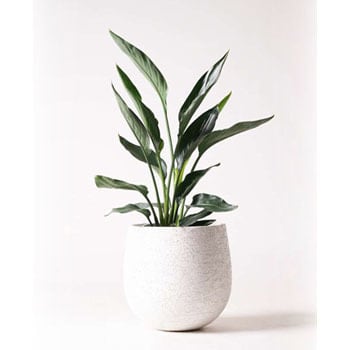 Strelitzia Reginae 7 観葉植物 ストレリチア ストレチア レギネ 6号 エコストーンwhite 付き 1鉢 Hitohana ひとはな 通販サイトmonotaro