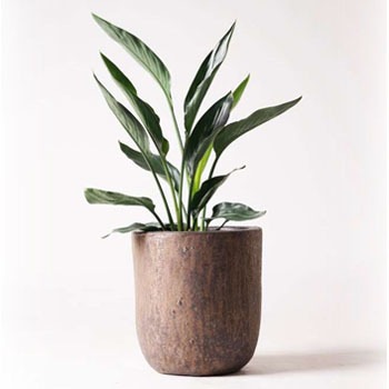 Strelitzia Reginae 10 観葉植物 ストレリチア ストレチア レギネ 6号 ビトロ ウーヌム コッパー釉 付き 1鉢 Hitohana ひとはな 通販サイトmonotaro