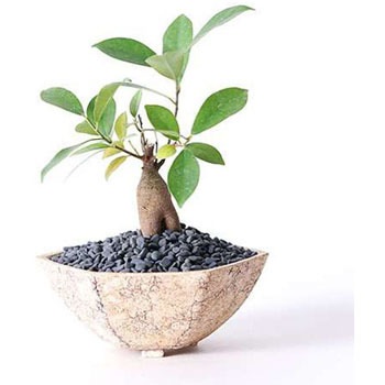 chinese-banyan-12 観葉植物 ガジュマル 3号 股仕立て Type02