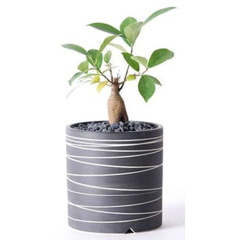 chinese-banyan-15 観葉植物 ガジュマル 3号 股仕立て Kross 【L