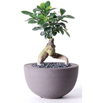 chinese-banyan-19 観葉植物 ガジュマル 4号 股仕立て Hemisphere 【L