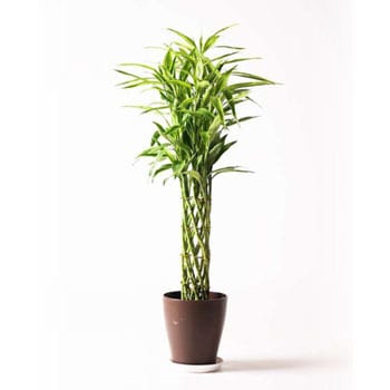 Dracaena Million Bamboo 34 観葉植物 ドラセナ ミリオンバンブー 幸運の竹 8号 プラスチック鉢 1鉢 Hitohana ひとはな 通販サイトmonotaro
