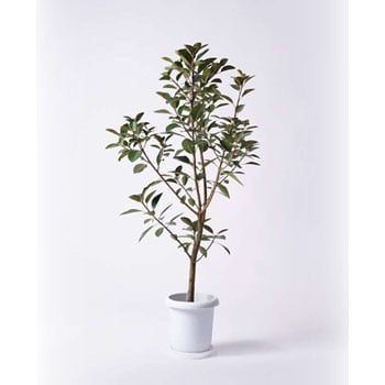 Ficus Rubiginosa 1 観葉植物 フランスゴムの木 8号 ノーマル プラスチック鉢 贈答用 名入れ 1鉢 Hitohana ひとはな 通販サイトmonotaro