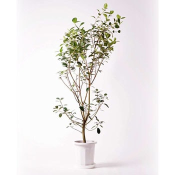 ficus-rubiginosa-27 観葉植物 フランスゴムの木 10号 ノーマル