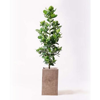 autograph-tree-15 観葉植物 クルシア ロゼア プリンセス 8号 セドナロング グレイ 付き 1鉢 HitoHana(ひとはな)  【通販モノタロウ】