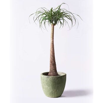 Beaucarnea Recurvata 11 観葉植物 トックリラン 8号 アビスソニアミドル 緑 付き 1鉢 Hitohana ひとはな 通販サイトmonotaro